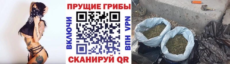 где найти   Бежецк  Галлюциногенные грибы GOLDEN TEACHER 